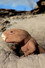 Mammal Origins