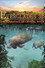 Abenteuer Everglades - Die Manatis des Crystal River