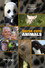 Super Cute Animals