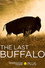 The Last Buffalo
