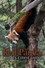 Red Panda: World's Cutest Animal