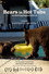 Bears in Hot Tubs