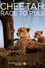 Cheetah: Race to Rule