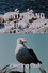Hinterland Who's Who: Herring Gull