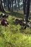 Black Goat photo