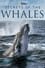Secrets of the Whales photo