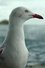 Steven Seagull