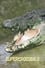 Man-Eating Super Croc photo