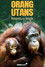 Orang Utans - Keepers of the Jungle