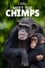 Meet the Chimps photo
