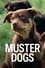 Muster Dogs photo