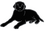Black Dog Television