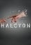 Halcyon photo