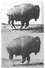 Buffalo Running photo