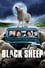 Black Sheep photo