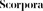 Scorpora