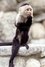 Binx the Monkey as Spike (uncredited) in Ace Ventura: When Nature Calls