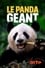 The Giant Panda photo