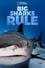 Big Sharks Rule photo
