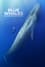 Blue Whales: Return of the Giants photo