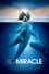 Big Miracle photo