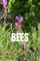 Bees photo