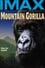 Mountain Gorilla photo