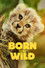 Born to Be Wild