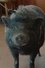 Nelson the Piglet photo