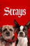 Strays photo