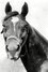 Man o' War as Race Horse in Kentucky Pride