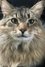 Bud the Cat