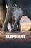 Elephant photo