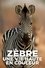 Zèbre, une vie haute en couleur