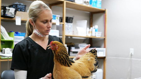 Chicken: Impossible (2022) - Episode 7 poster and promotional image