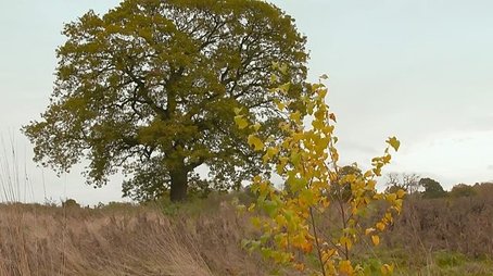 Plant Britain Finale (2022) - Episode 45 poster and promotional image