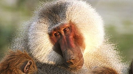 Living with Baboons (2012) - Episode 1 poster and promotional image