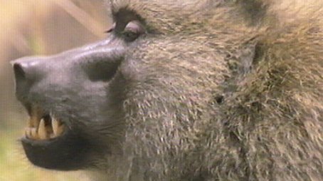 Inside the Animal Mind Part Two: Do Animals Have Emotions? (2000) - Episode 8 poster and promotional image