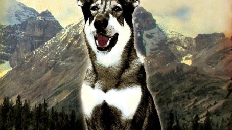 The Littlest Hobo (1979) poster