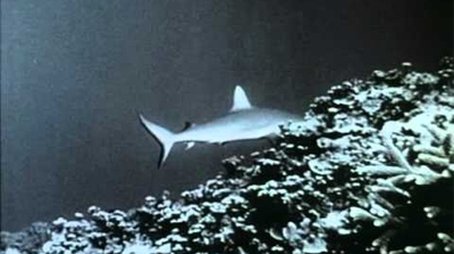 Dolphin Patrol (1965) - Episode 10 poster and promotional image