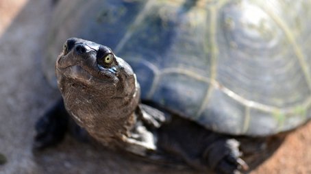 The Reptiles: Turtles and Tortoises (2003) - Episode 9 poster and promotional image