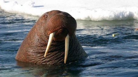 Toothwalkers: Giants of the Arctic Ice (1997) - Episode 1 poster and promotional image