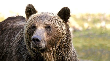 The Last Grizzly of Paradise Valley (2011) - Episode 14 poster and promotional image