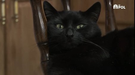 Happy Meowloween (2022) - Episode 6 poster and promotional image
