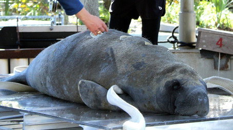 Secrets of the Zoo: Tampa Stagione 3