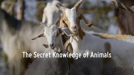 The Secret Knowledge of Animals (2025) - Episode 8 poster and promotional image