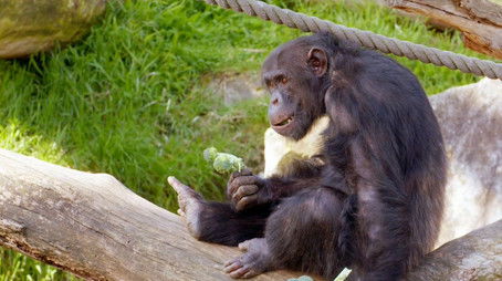 The Singing Gibbon (2024) - Episode 10 poster and promotional image