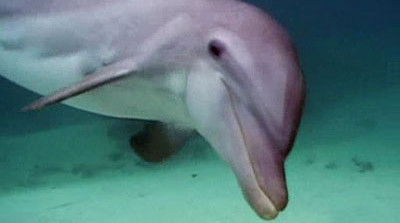 Dolphins (2008) - Episode 4 poster and promotional image