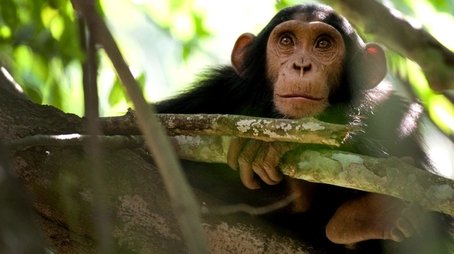 Chimps of the Lost Gorge (2011) - Episode 11 poster and promotional image