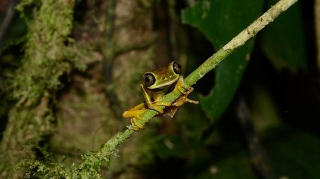Fabulous Frogs (2014) - Episode 19 poster and promotional image
